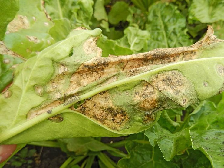 Бактериальная пятнистость