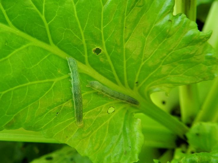 Хлопковая совка