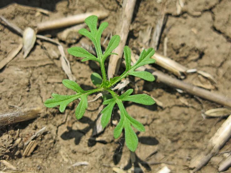 Амброзия полыннолистная