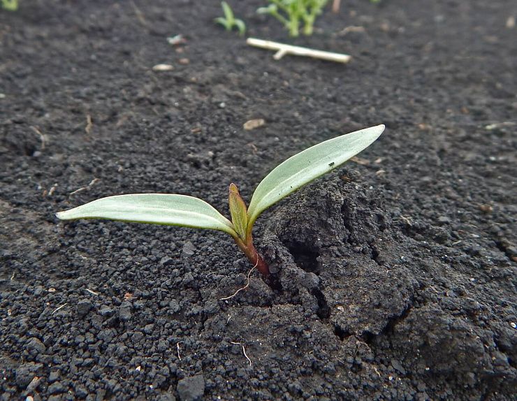 Дурнишник обыкновенный