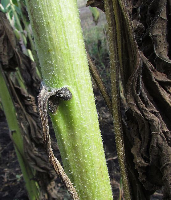 Фомоз подсолнечника