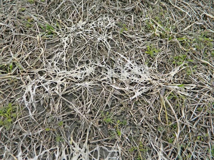 Фузариозная снежная плесень озимых