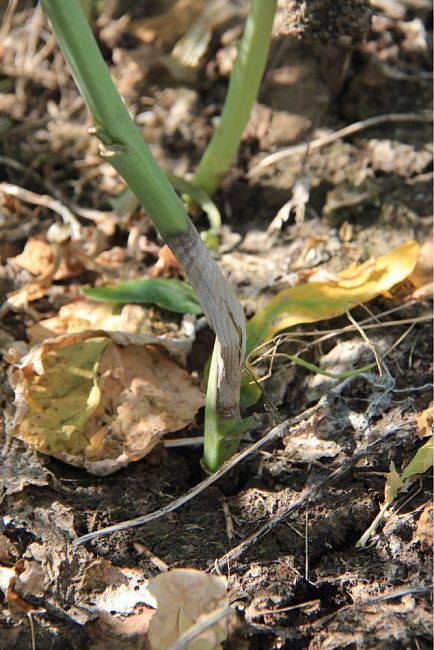 Склеротиниоз, или белая гниль крестоцветных культур