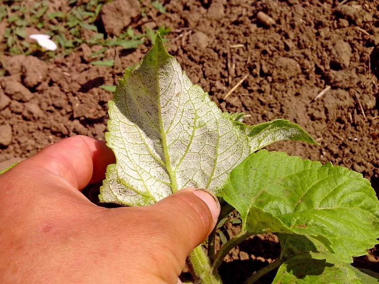 Ложная мучнистая роса подсолнечника
