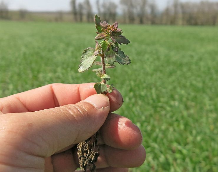 Яснотка (стеблеобъемлющая, пурпурная)