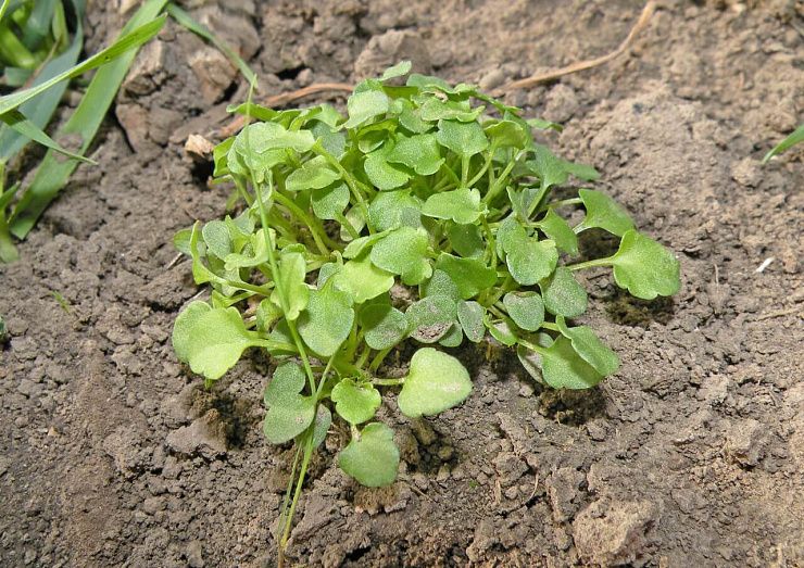 Фиалка полевая