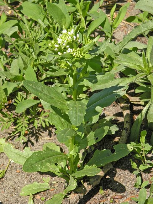 Кардария крупковидная