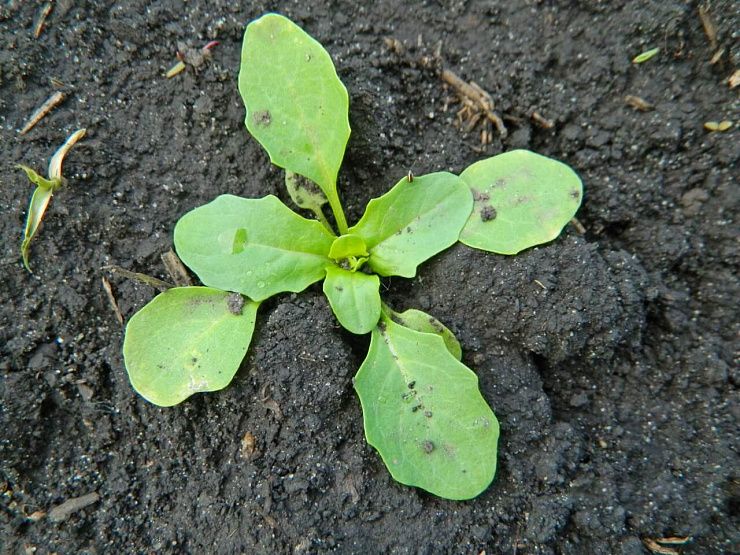 Ярутка полевая