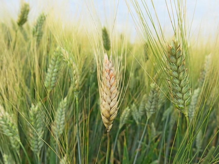 Фузариоз колоса пшеницы