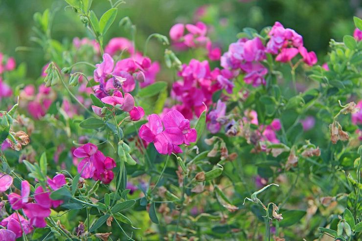 Чина клубневая