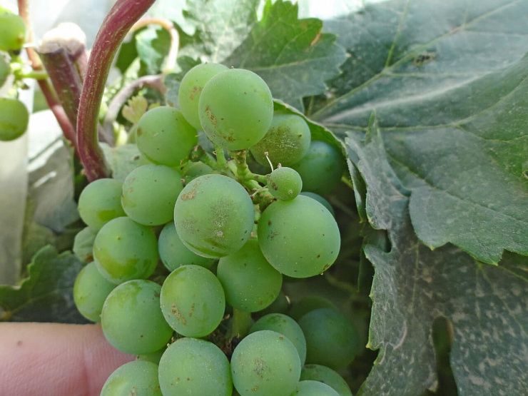 Оидиум винограда