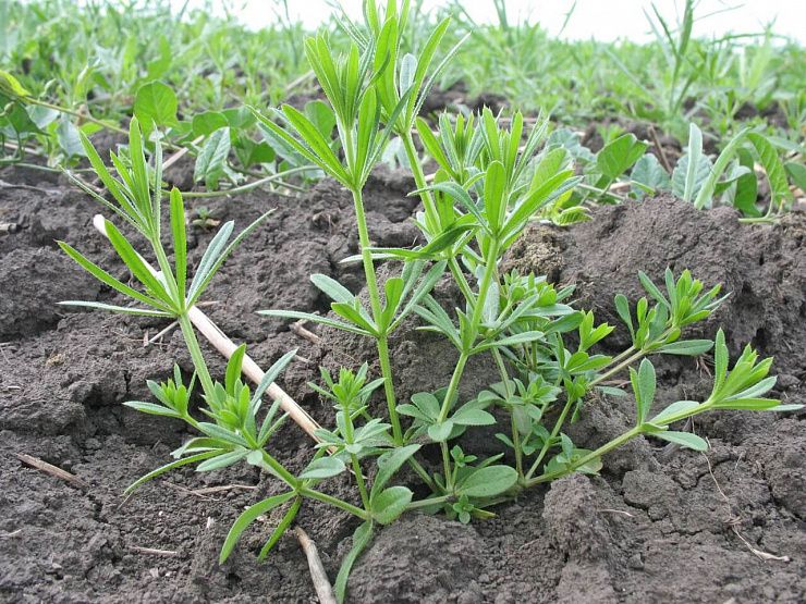 Подмаренник цепкий