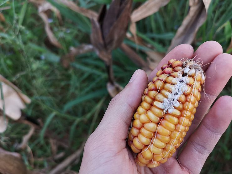 Фузариоз початков кукурузы