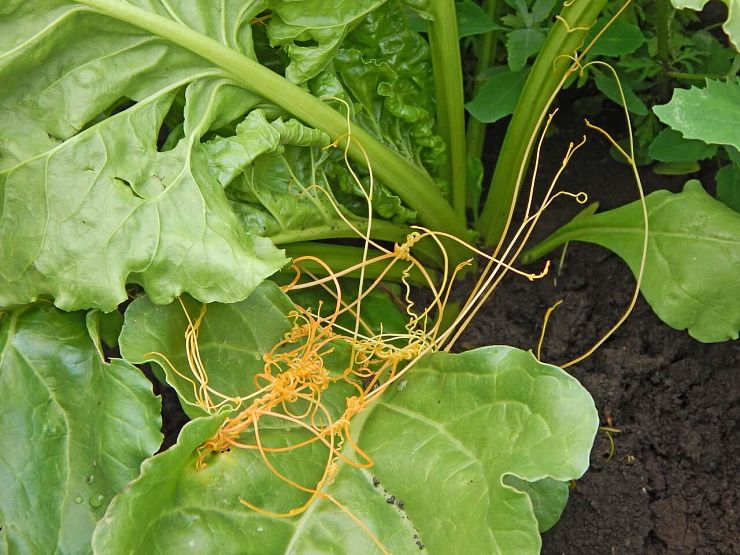 Повилика полевая