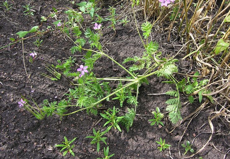 Аистник цикутовый