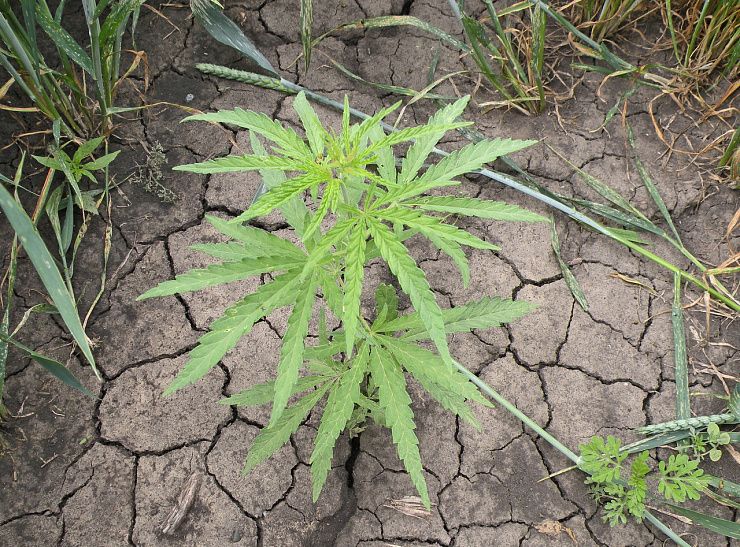 Конопля сорная