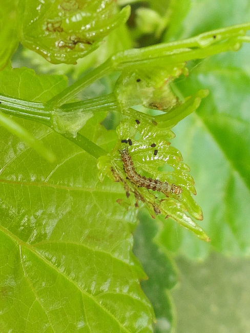 Хлопковая совка