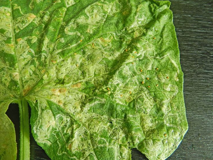 Пасленовый минер