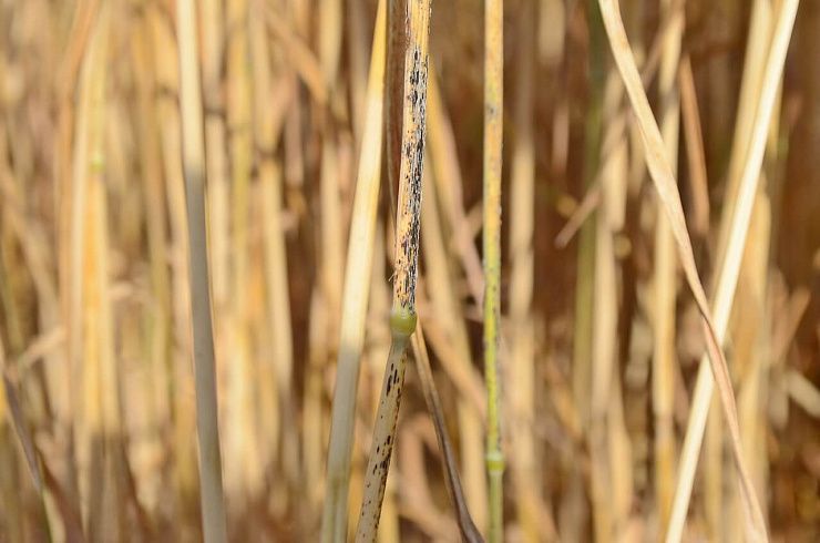 Стеблевая (линейная) ржавчина зерновых