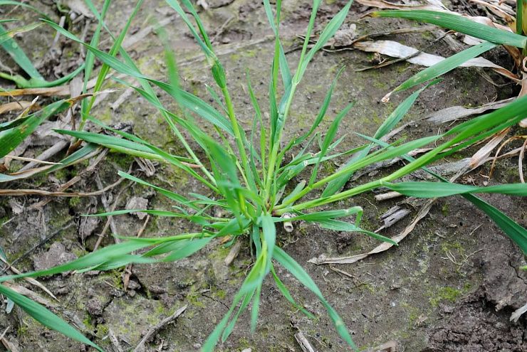 Метлица обыкновенная