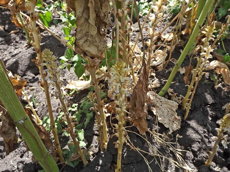 Заразиха кумская, подсолнечная