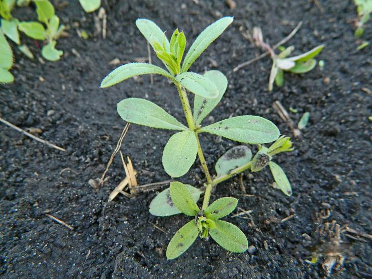 Подмаренник цепкий