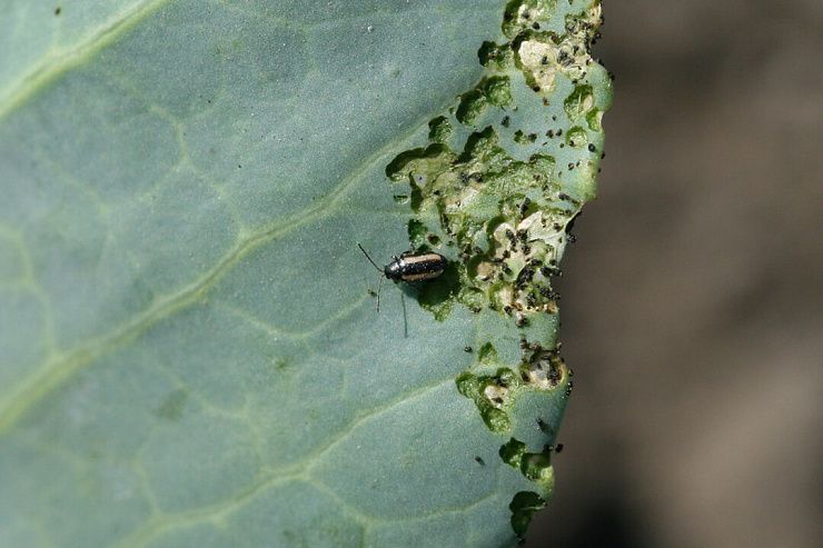 Крестоцветные блошки