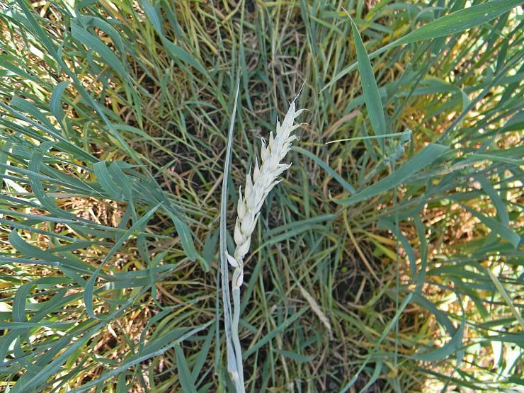 Стеблевые хлебные пилильщики (обыкновенный хлебный пилильщик, черный хлебный пилильщик)