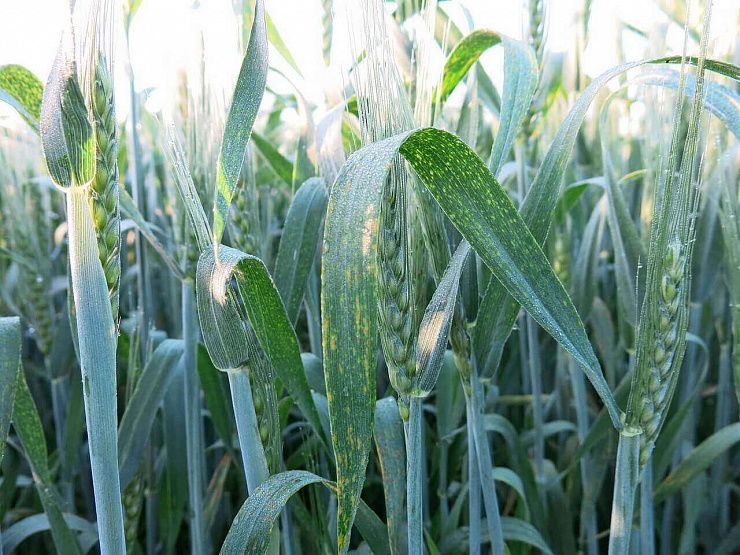 Септориоз злаковых