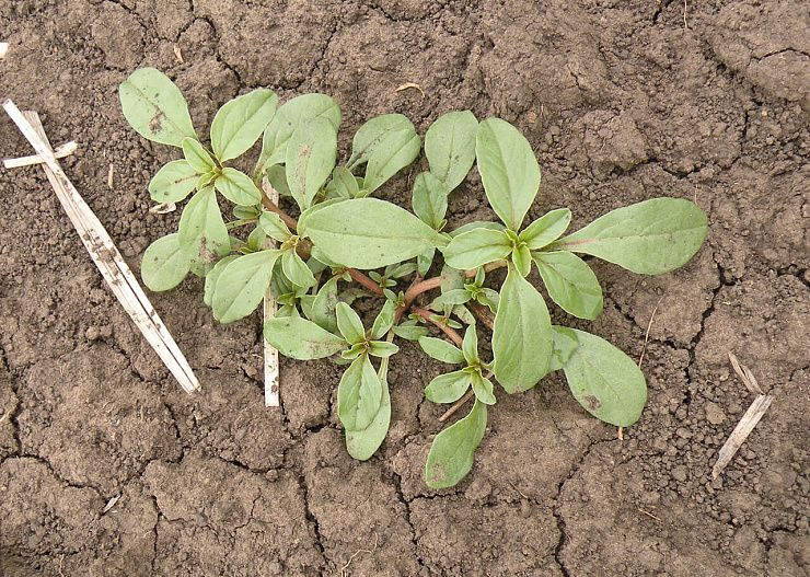 Щирица (синеватая, запрокинутая, жминдовидная)