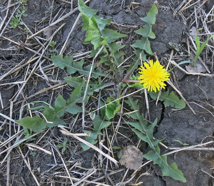 Одуванчик лекарственный