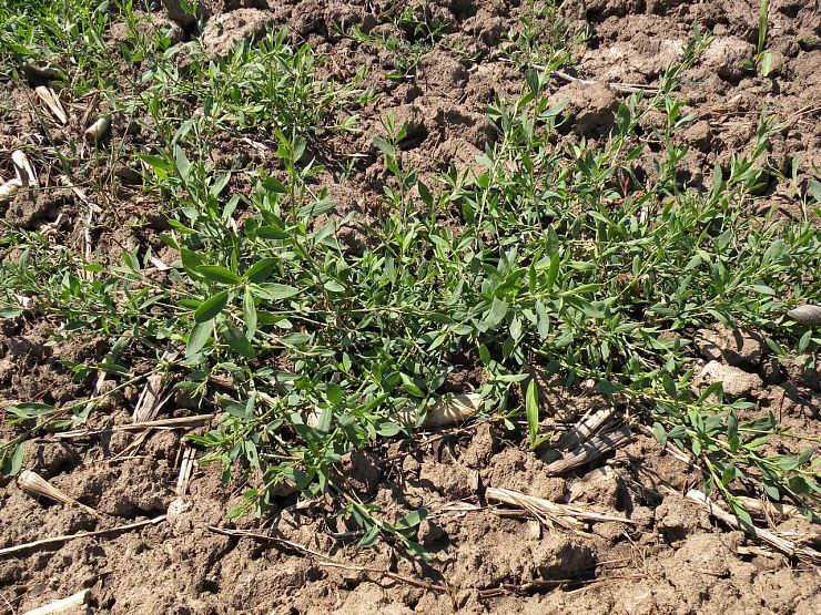 Горец птичий (спорыш), почечуйный, шероховатый