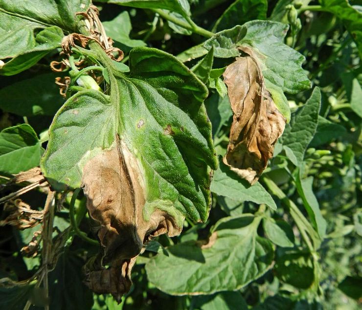 Фитофтороз