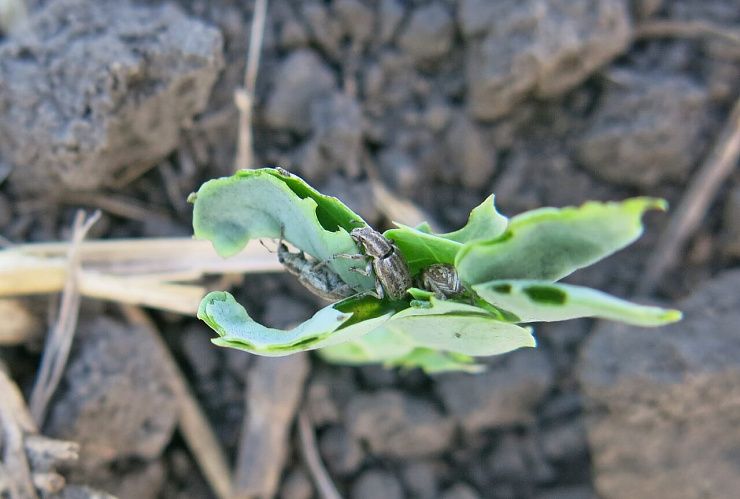 Клубеньковые долгоносики