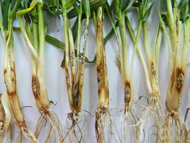 Белая прикорневая гниль (гибеллиноз, белосоломенная гниль, белостебельность)