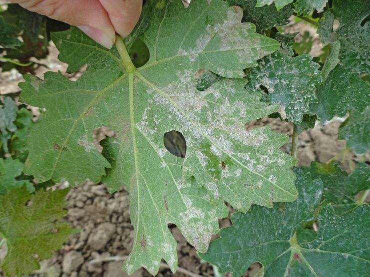 Мильдью (ложная мучнистая роса) винограда