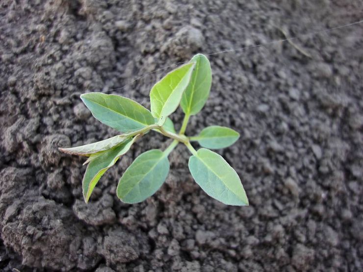 Вьюнок полевой (березка)