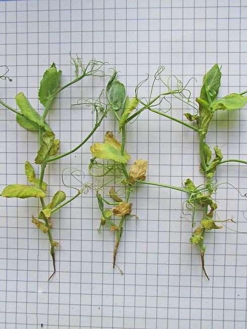 Фузариоз гороха