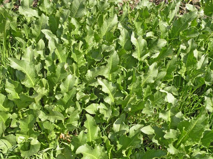 Щавель конский