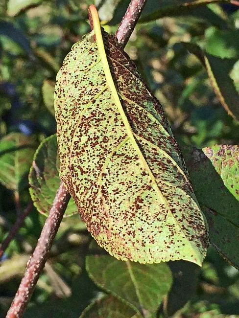 Ржавчина груши