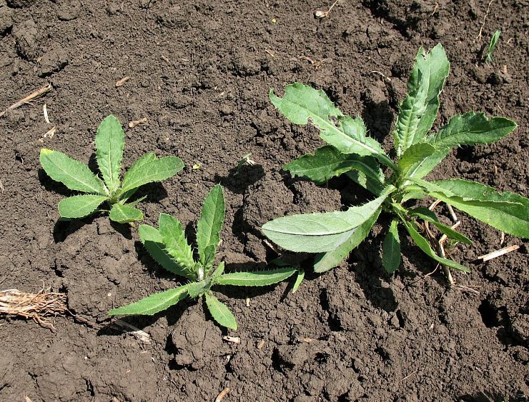 Бодяк полевой (осот розовый)