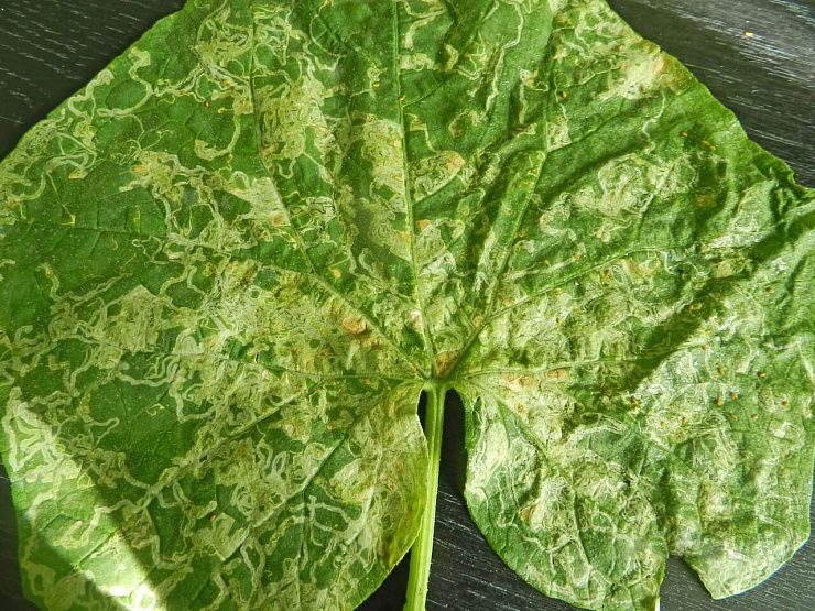 Пасленовый минер