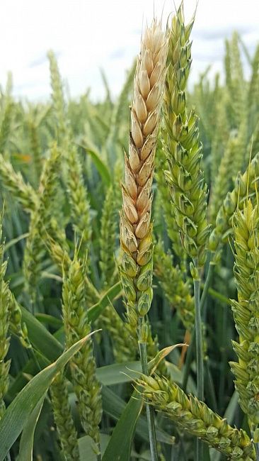 Фузариоз колоса пшеницы