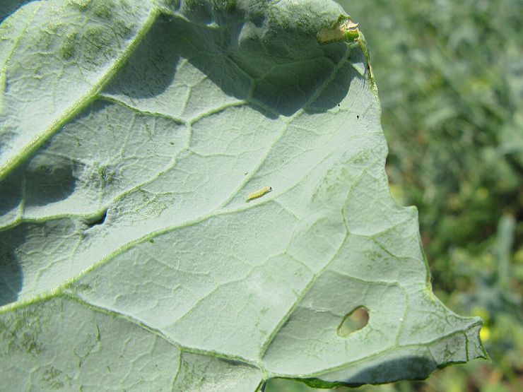Капустная моль