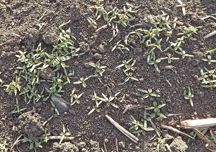 Щирица (синеватая, запрокинутая, жминдовидная)