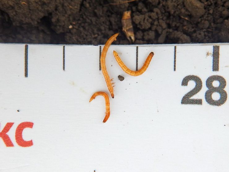 Щелкуны (проволочники)