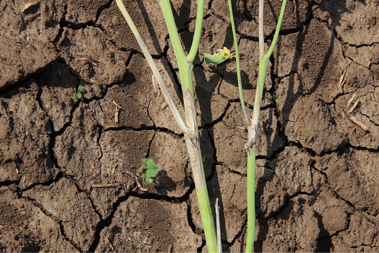 Склеротиниоз, или белая гниль крестоцветных культур