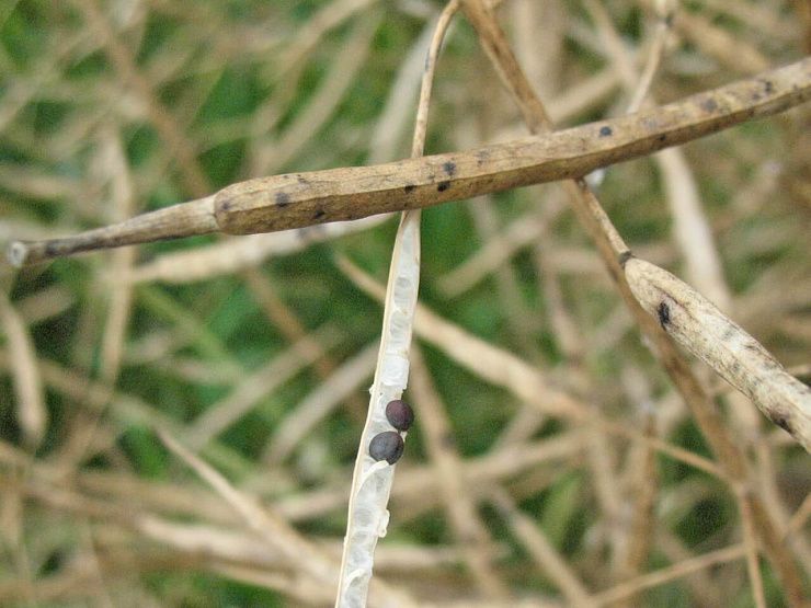 Альтернариоз (черная пятнистость) рапса