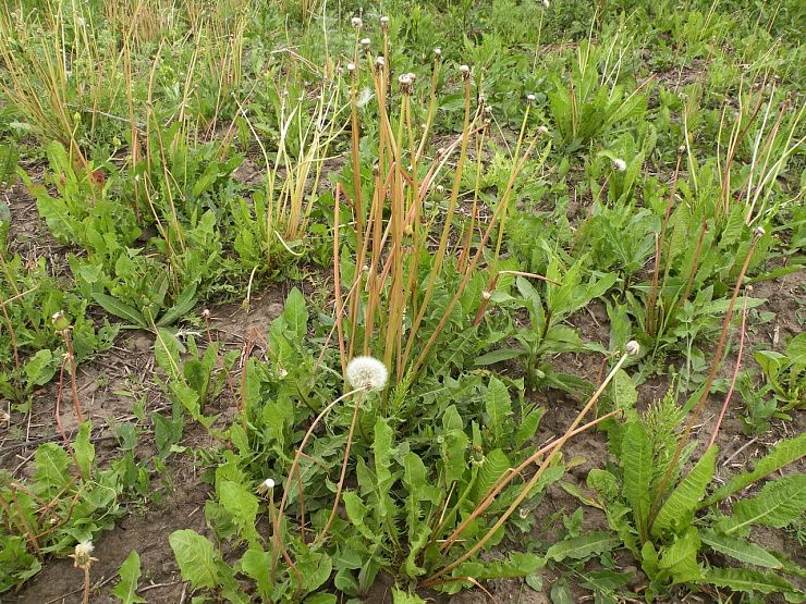 Одуванчик лекарственный