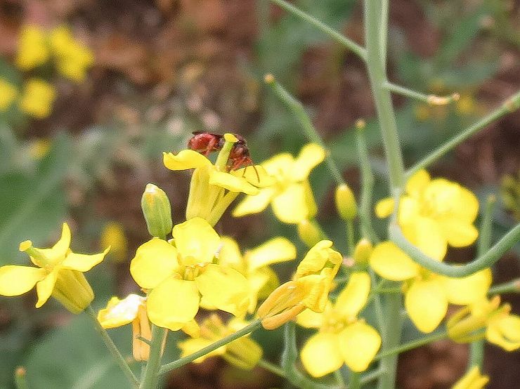 Рапсовый пилильщик